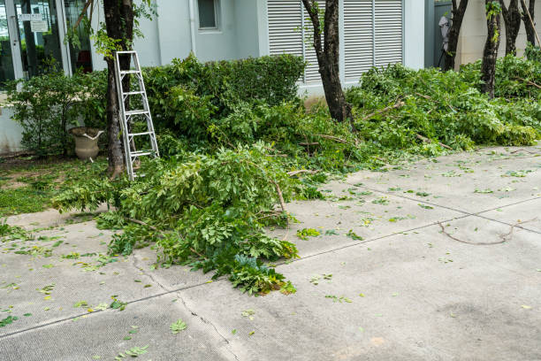 How Our Tree Care Process Works  in  Rockdale, TX